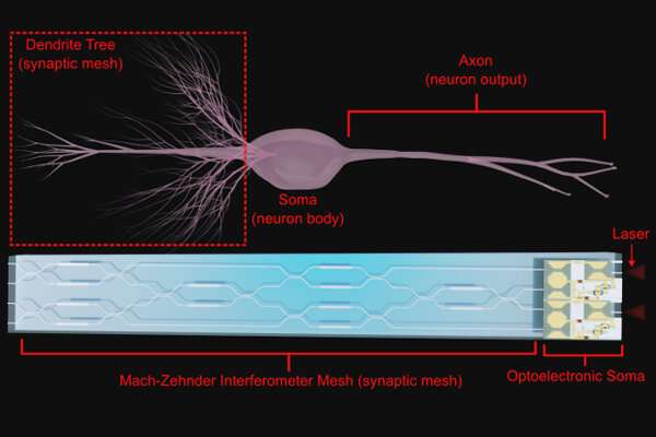 Brain-inspired optoelectronic computing