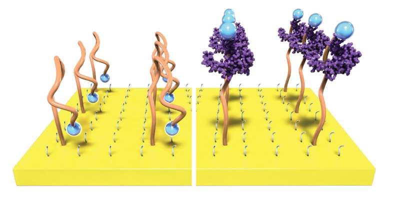 Plastic transistor amplifies biochemical sensing signal