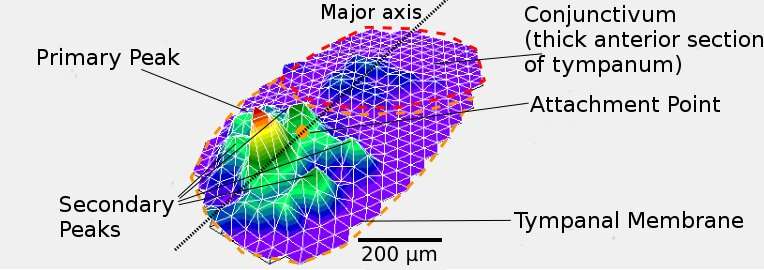 Small but mighty: insect-inspired microphones #ASA184